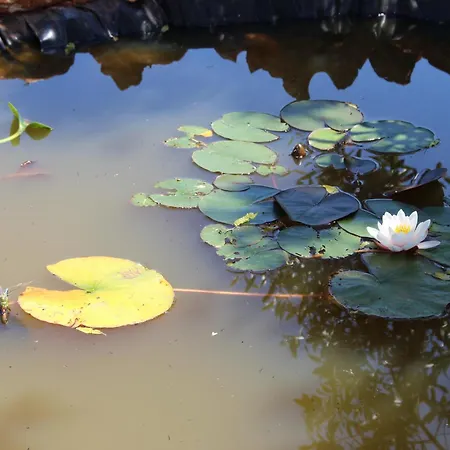 Casa rural Trullo Il Melograno *