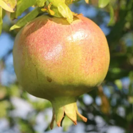 Trullo Il Melograno Casa rural