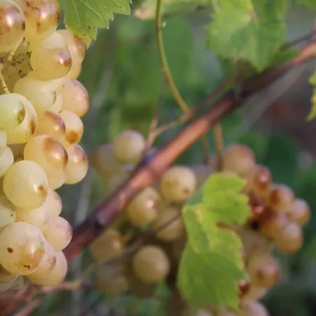 Trullo Il Melograno منزل ريفي