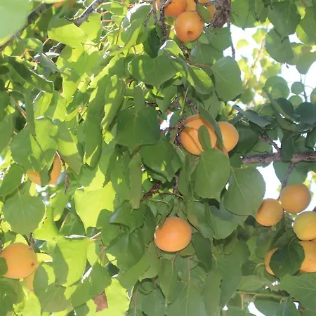 Trullo Il Melograno *