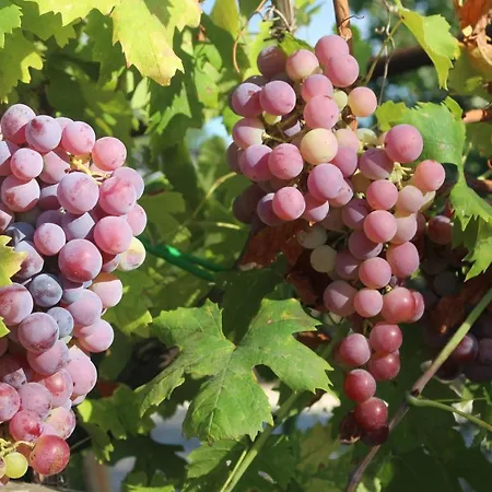 Trullo Il Melograno منزل ريفي